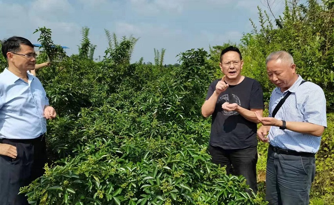 芗村（重庆）农业科技研究院专家考察花椒基地